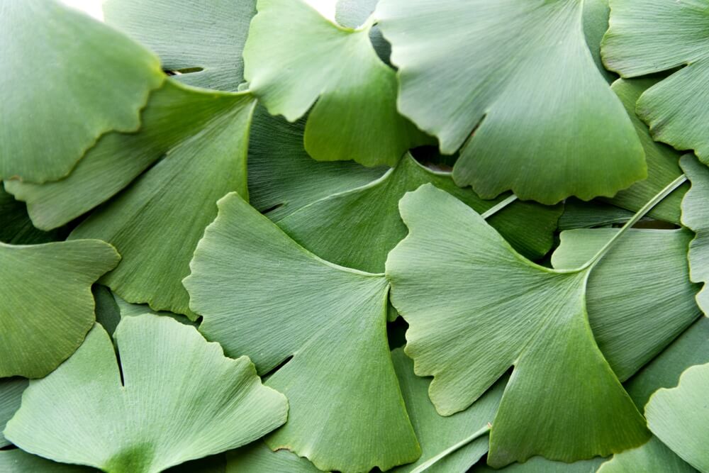 Ginko biloba: Čuvar vašeg pamćenja i koncentracije